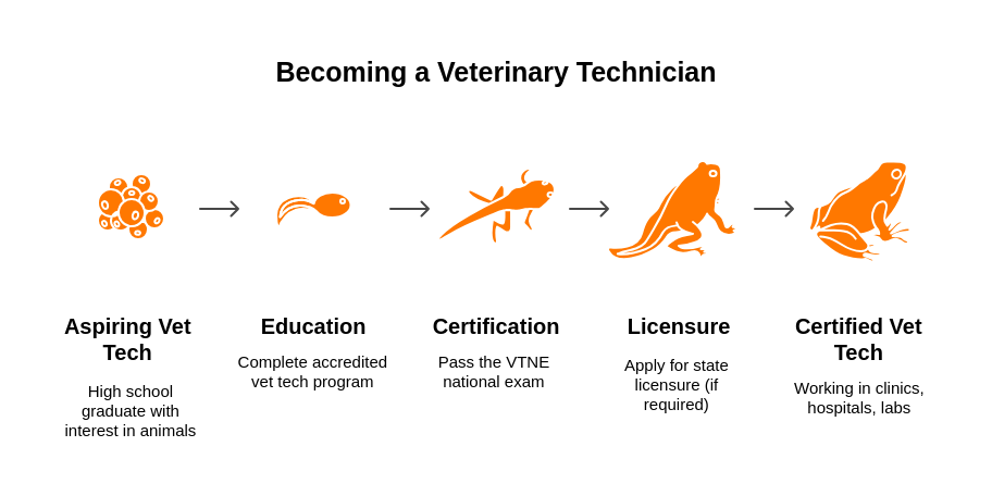 steps-to-become-a-veterinary-technician